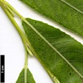SpeciesSub: f. pendulina (S.alba × S.babylonica × S.euxina)